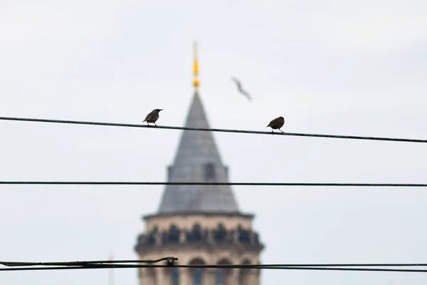 Dois Pombos Torre Galata — Fotografia de Stock