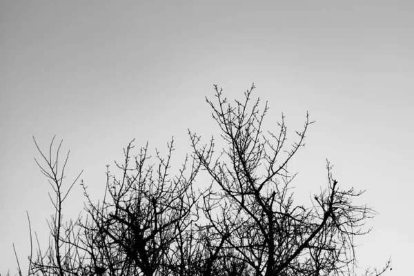 Tree Branches Leaves — Stock Photo, Image