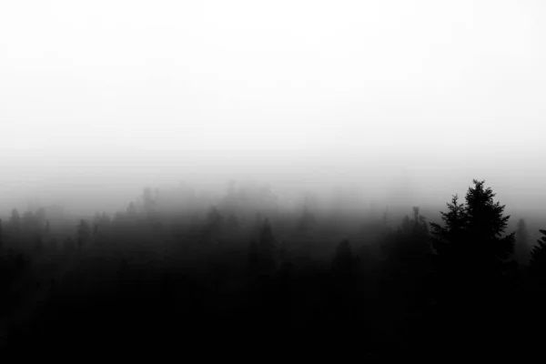 Black and white scene of forest and fog