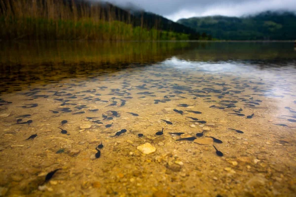 Renacuajos Lago —  Fotos de Stock