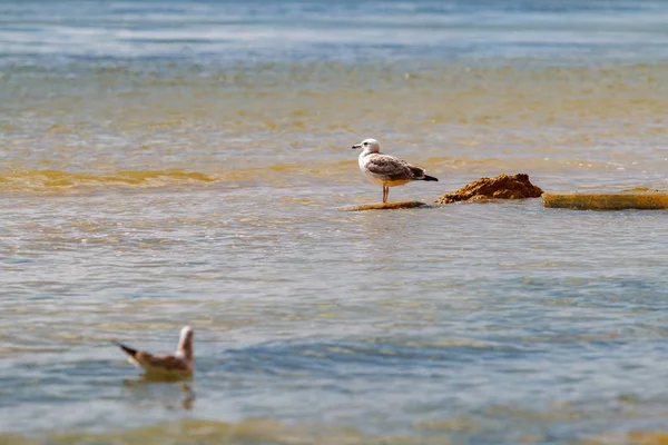 Dos cabezas de gaviota. Uno de pie sobre piedras segundo flota en el agua de mar . — Foto de Stock