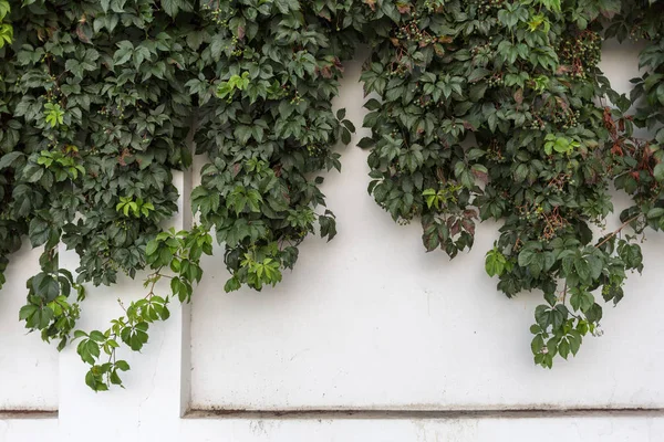 Ivy on a white fence. — Stock Photo, Image