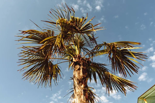 Palmbomen - perfecte palmbomen tegen een mooie blauwe hemel — Stockfoto