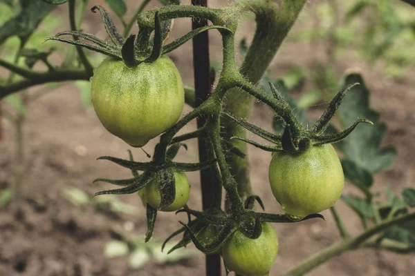 Green tomatoes on a branch of a bush growing in a vegetable garden, on a sunny day. Growing healthy natural food.