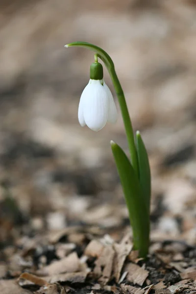 Snowdrop spring flowers. Delicate Snowdrop flower is one of the spring symbols.