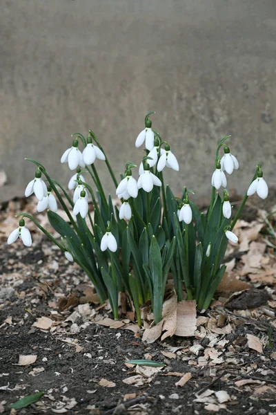 Snowdrop spring flowers. Delicate Snowdrop flower is one of the spring symbols.