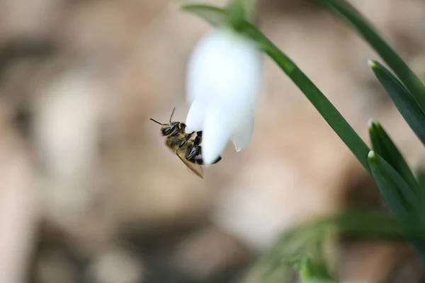 Closeup of a honey bee on a snowdrop. — Stock Photo, Image