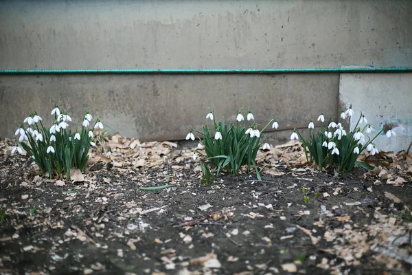 Flores de primavera de neve. Delicado Snowdrop flor é um dos símbolos da primavera. — Fotografia de Stock