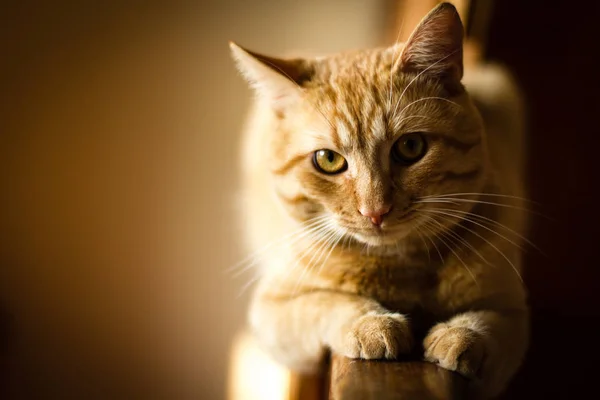 Vacker ingefära långt hår katt liggande på räcke hemma. — Stockfoto