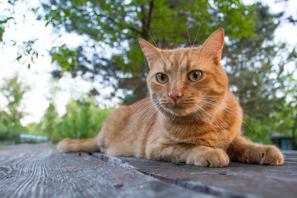 Η κόκκινη γάτα βρίσκεται σε ξύλινο τραπέζι. Δέντρα στο παρασκήνιο. — Φωτογραφία Αρχείου