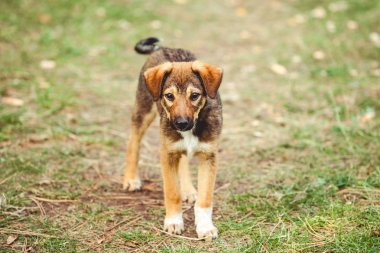 Çimenlikte sevimli köpek yavrusu. Kuyruğunu sallayarak ve kameraya bakarak.