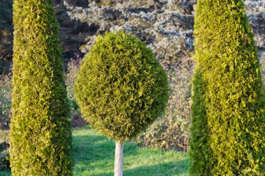 Yeşil bir arka plan üzerinde yuvarlak çam.