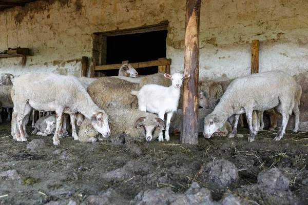 A herd of sheep and a white goat rested in paddock. Livestock farm, flock of sheep.