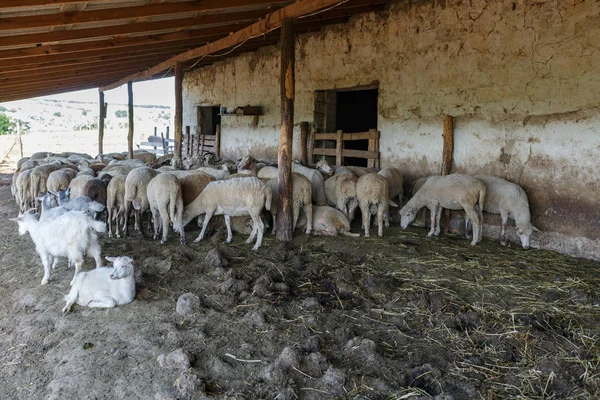 En flock av får och flera getter som vilar i Paddock. Boskaps gård, fårflock. — Stockfoto