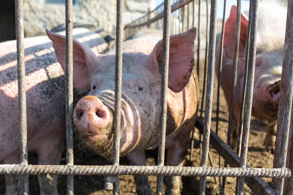 Pigs that are kept behind a metal fence. Livestock farm. Meat industry. Animals rights concept.