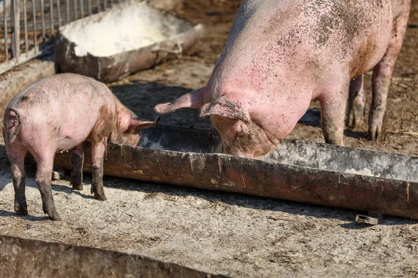 Sugga och hennes lilla gris äter ur en skål. Boskap gård. — Stockfoto