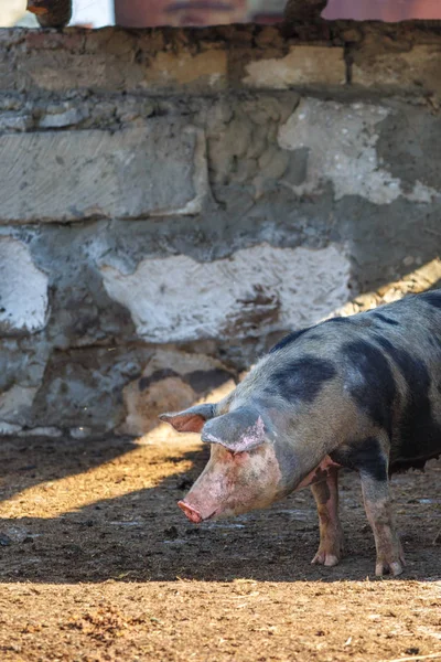 En stor fläckig gris står mot en tegelvägg. Boskap gård. — Stockfoto
