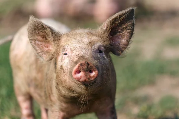 Porträt eines kleinen schmutzigen Schweins vor dem Hintergrund grünen Grases. Viehzucht. — Stockfoto