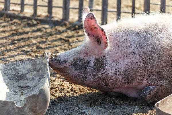Ein großes rosafarbenes Schwein liegt neben seinem Futtertrog. Viehzucht. — Stockfoto