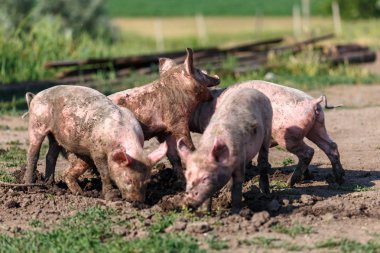 Çim üzerinde kir kazma küçük domuz bir grup. Hayvancılık çiftliği.