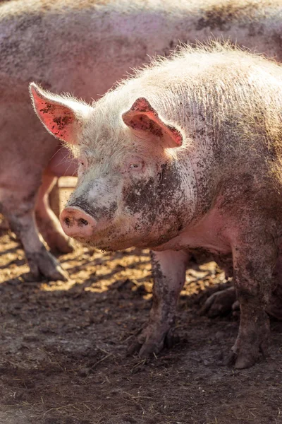 Ritratto di un grosso maiale rosa imbrattato di fango. Allevamento . — Foto Stock