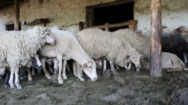 Bir koyun sürüsü onun padat içinde dinleniyor. Hayvancılık çiftliği, koyun sürüsü.