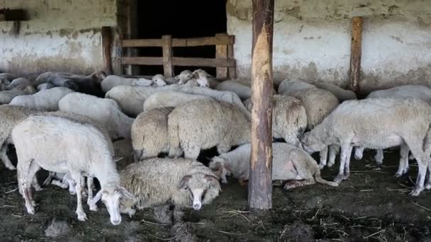 Uma manada de ovelhas descansando em seu curral. Exploração pecuária, rebanho de ovinos . — Vídeo de Stock