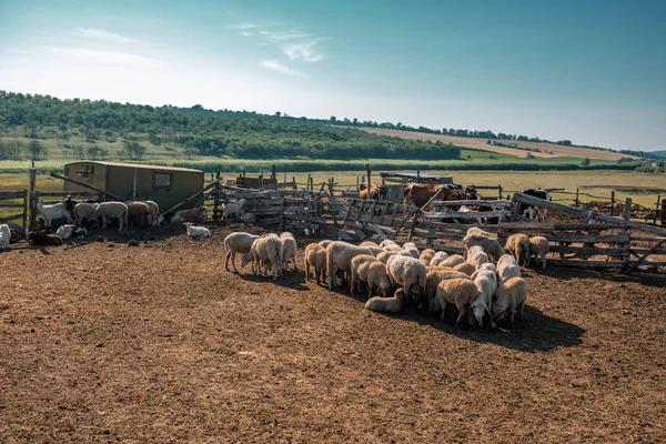 Bestiame nel recinto. Pecore, capre, mucche. Sullo sfondo del terreno collinare . — Foto Stock