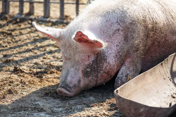 A big pink pig is sleeping next to his trough for food. Livestock farm.