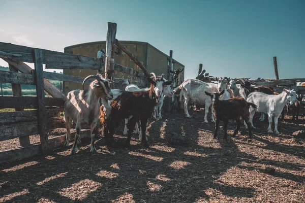 Uno stormo di capre appoggiato a una recinzione di legno. Allevamento. Industria della carne . — Foto Stock