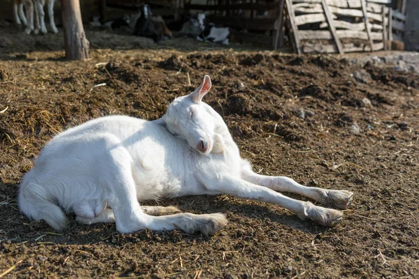 Genç beyaz bir keçi başını geriye atarak yerde uyuyor. Çiftlik hayvanı. Et endüstrisi. Hayvan hakları kavramı. — Stok fotoğraf