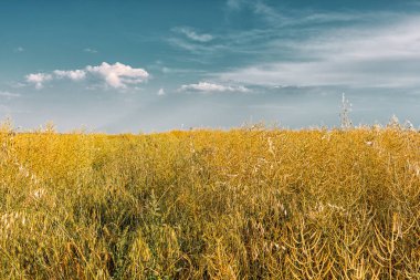 Tüylü bulutlarla mavi bir gökyüzüne karşı Altın ot kurutma. Tarım ve tarım kavramı.