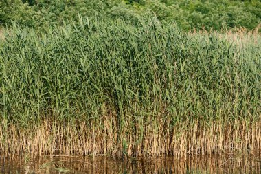 Suda büyüyen güzel genç uzun sazlar.