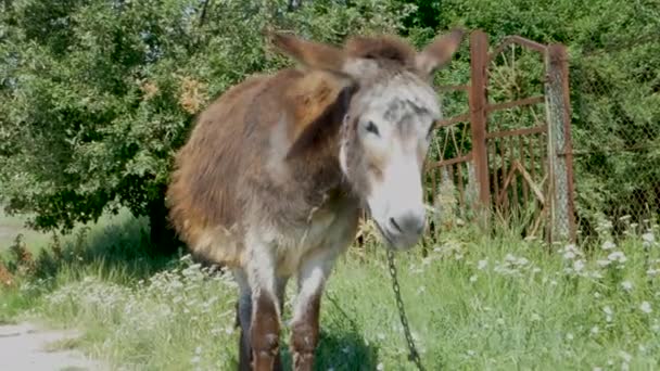 Burro Atado Una Cadena Mastica Hierba Rascarse Morderse Protegido Insectos — Vídeos de Stock