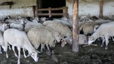 Çayırda hareket eden bir koyun sürüsü. Çiftlik hayvanı, koyun sürüsü. Video.
