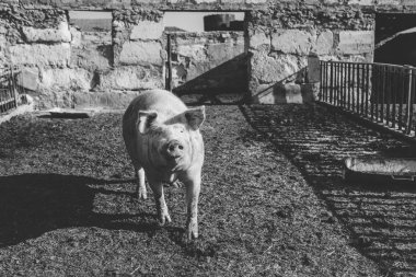 Büyük pembe domuz çayırda yürüyor. Hayvancılık çiftliği.