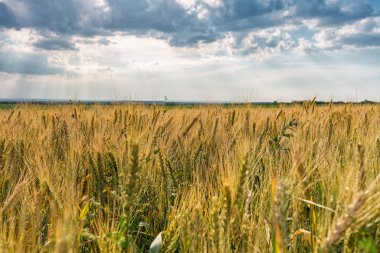 Altın buğday tarlası. Tüylü bulutlar ve batan güneşin ışınları ile mavi gökyüzü. Tarım ve tarım kavramı.