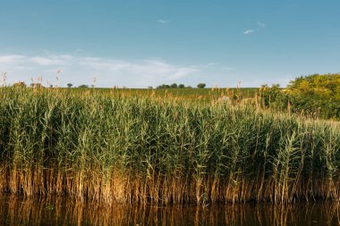 Suda büyüyen güzel genç uzun sazlar.