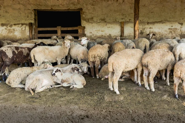 Un branco di pecore che riposa nel suo recinto. Allevamento, gregge di ovini . — Foto Stock