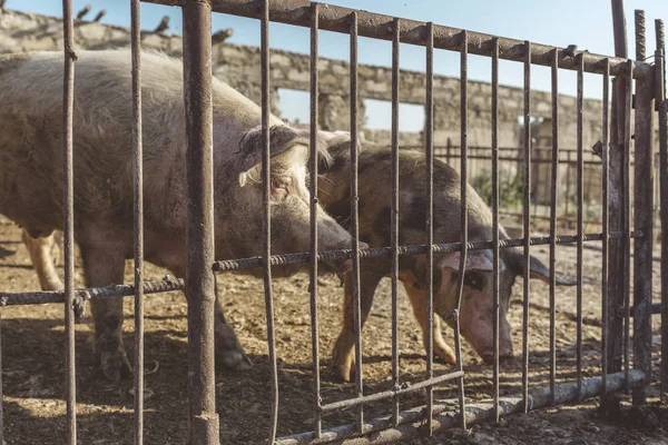 Einen Metallzaun, hinter dem zwei Schweine stehen. Viehzucht. Fleischindustrie. Tierschutzkonzept. — Stockfoto