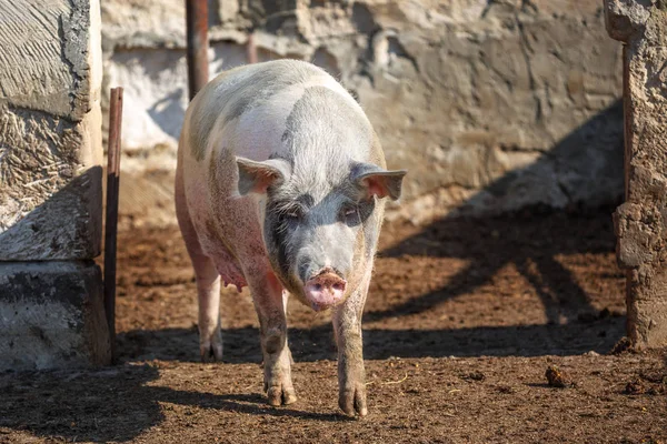 Große Schweine spazieren auf der Koppel. Viehzucht. — Stockfoto