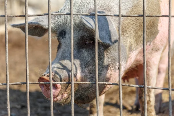 Um porco triste e solitário olha através das barras de metal. Fazenda de gado. Indústria de carne. Conceito de direitos dos animais . — Fotografia de Stock