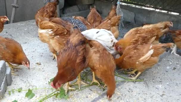 A alimentar galinhas no celeiro. Frango no galinheiro a bicar as folhas de uva. Conceitos do agronegócio . — Vídeo de Stock