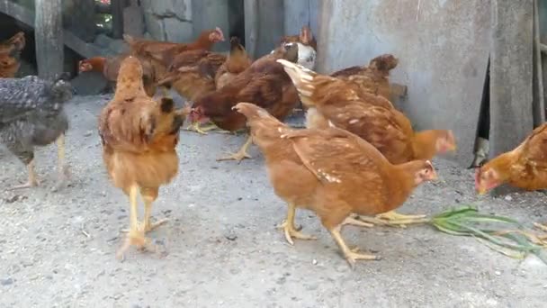 Ahırda tavuk besliyoruz. Kümesteki tavuklar yeşil soğanları gagalar. Tarım salonları kavramları. — Stok video