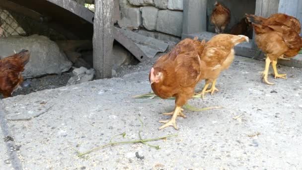 Alimentando pollos en el corral. Pollos en el gallinero picotean cebollas verdes. Conceptos agroindustriales . — Vídeo de stock