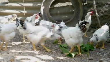 Ahırda tavuk besliyoruz. Tavuk kümesinde tavuk üzüm yaprağı gagalama. Tarım salonları kavramları.