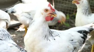 Ahırda tavuk besliyoruz. Tavuk kümesinde tavuk üzüm yaprağı gagalama. Tarım salonları kavramları.