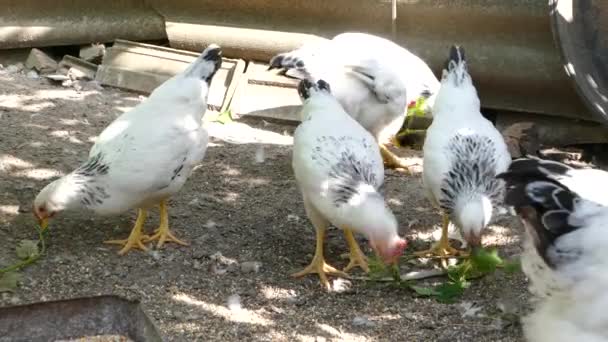 Feeding chickens in the barnyard. Chicken in the chicken coop pecking the grape leaves. Agribusiness concepts. — Stock Video