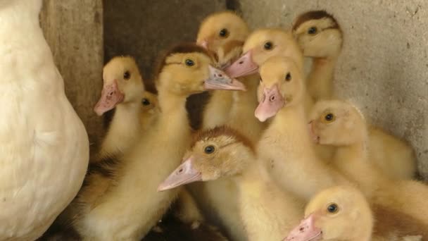 Pato con sus patitos. Cuidado y protección materna. Conceptos agroindustriales . — Vídeos de Stock