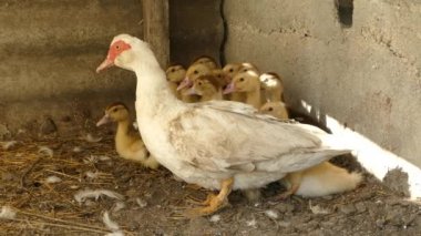 Ördek yavrularıyla ördek. Anne bakımı ve koruma. Tarım salonları kavramları.